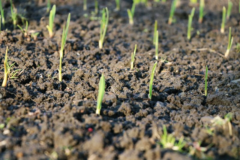 Spring Garden Preparation