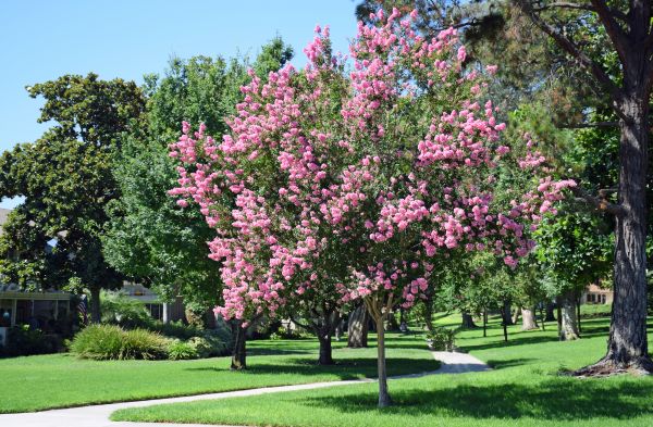 Crepe Myrtle Moving