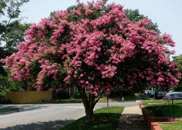 Crepe Myrtle Transplantation